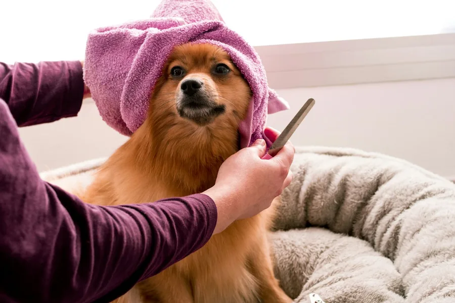 Chú chó Pomeranian quấn khăn tắm màu hồng đang được chải lông sau khi tắm